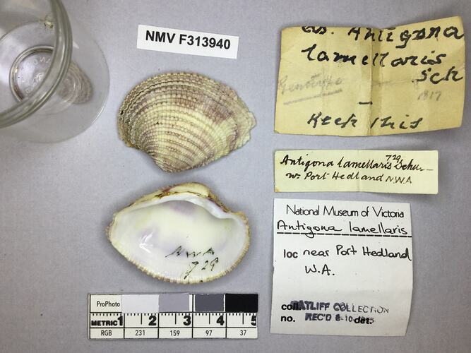 Dry Venus Clam shell beside labels.