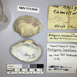 Dry Venus Clam shell beside labels.