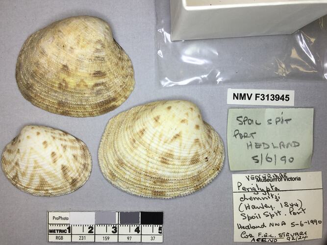 Dry Venus Clam shells beside labels.
