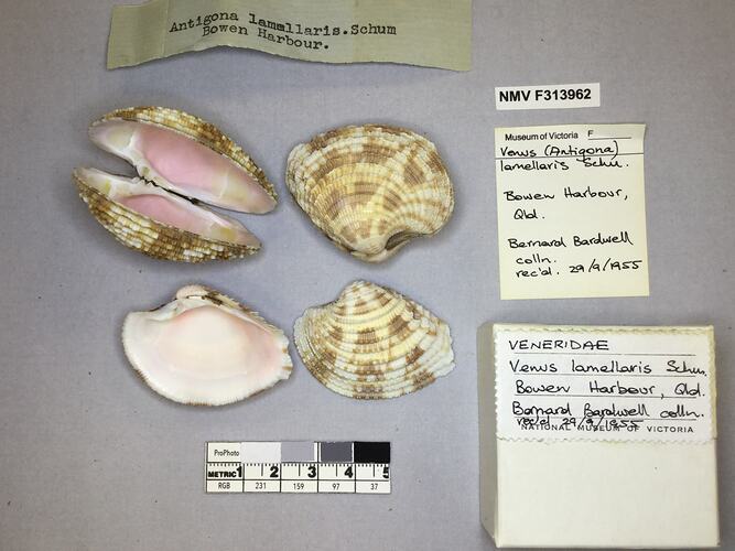 Dry Venus Clam shells beside labels.