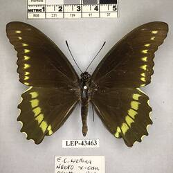 Pinned butterfly specimen beside label.