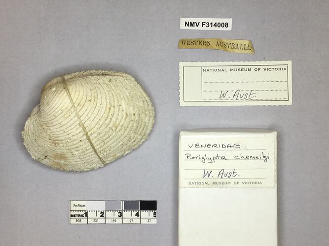 Dry Venus Clam shell beside labels.