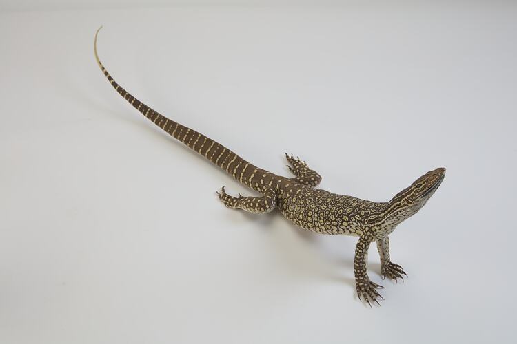 <em>Varanus gouldii</em>, Sand Goanna. [D 73697]