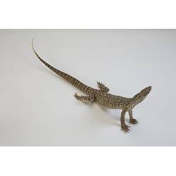 <em>Varanus gouldii</em>, Sand Goanna. [D 73697]