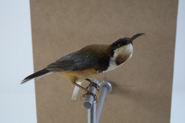 <em>Acanthorhynchus tenuirostris tenuirostris</em>, Eastern Spinebill. [B 21340]