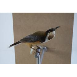 <em>Acanthorhynchus tenuirostris tenuirostris</em>, Eastern Spinebill. [B 21340]