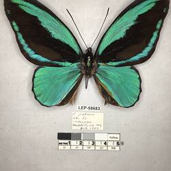Pinned butterfly specimen beside label.