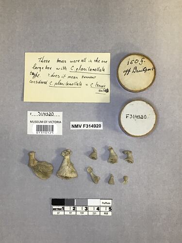 Dry stony coral specimen beside labels.
