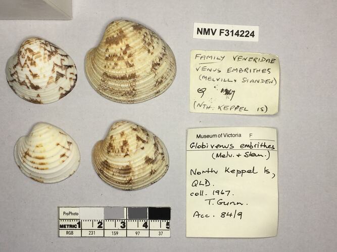 Dry Venus Clam shells beside labels.