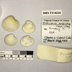 Dry Venus Clam shells beside labels.