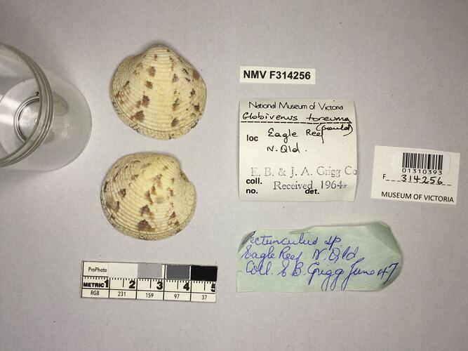 Dry Venus Clam shell beside labels.