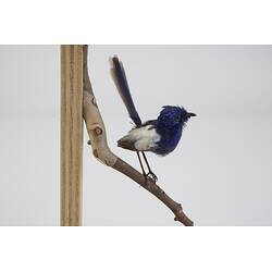 <em>Malurus leucopterus leuconotus</em>, White-winged Fairy-wren. [B 21366]