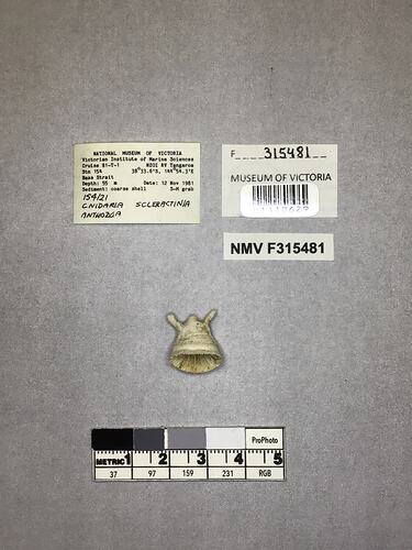 Dry stony coral specimen beside labels.