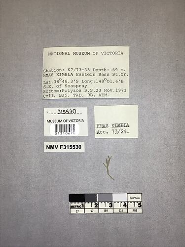 Dry stony coral specimen beside labels.