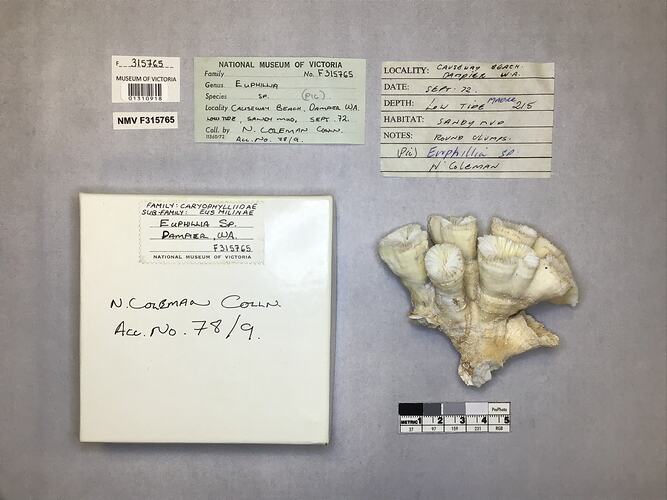 Dry coral specimen beside labels.
