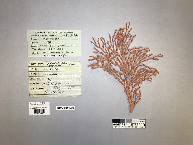 Dry soft coral specimen beside labels.