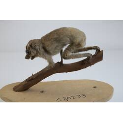 <em>Loris tardigradus</em>, Red Slender Loris. [C 30233]