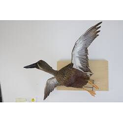 <em>Spatula rhynchotis</em>, Australasian Shoveler. [R 11526]