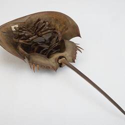 Family Limulidae, Horseshoe Crab. [J 76053]