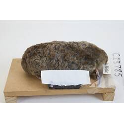 <em>Scaptochirus moschatus</em>, Short-faced Mole. [C 23785]