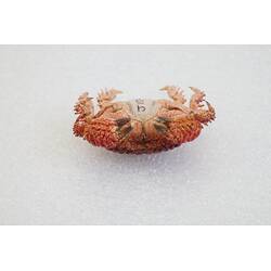 <em>Actaea peronii</em>, Thorn-legged Crab. [J 15994]