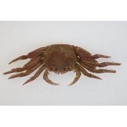 <em>Plagusia chabrus</em>, Red Rock Crab. [J 44703.5]