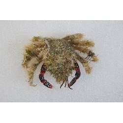 <em>Notomithrax ursus</em>, Bear Seaweed Crab. [J 23182]