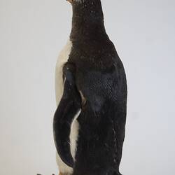 <em>Pygoscelis papua papua</em>, Gentoo Penguin. [B 21020]