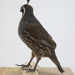 <em>Callipepla californica</em>, California Quail. [B 32816]