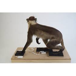 <em>Cercocebus torquatus</em>, Red-capped Mangabey. [C 30284]
