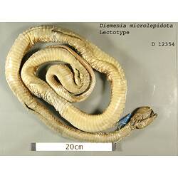 Ventral view of coiled snake specimen.