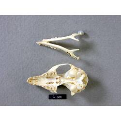 Dunnart skull and lower jaw, ventral views.