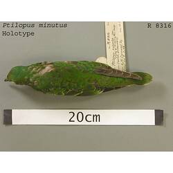 Dry bird skin specimen with labels.