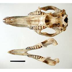 Kangaroo skull and lower jaw, internal surfaces visible.
