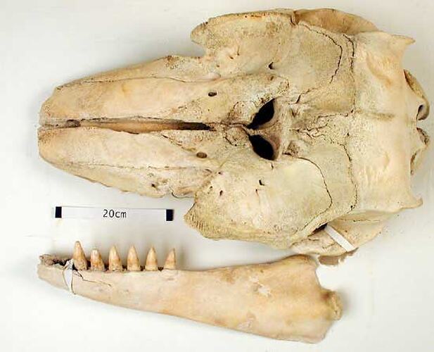 Dorsal view of whale skull and lateral view of lower jaw.