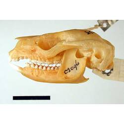 Lateral view of Greater Glider skull.