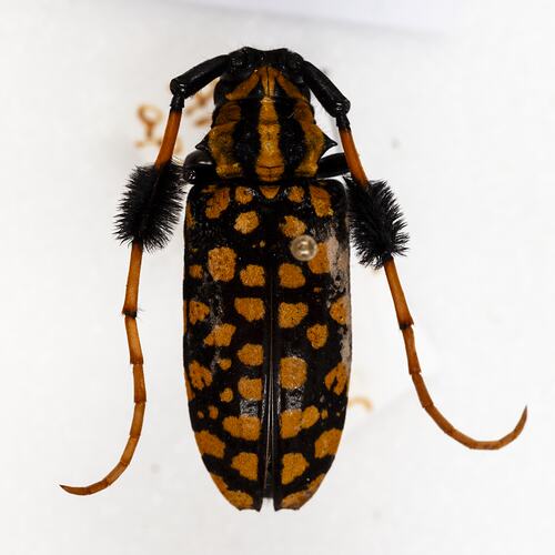 <em>Aristobia approximator</em>, longhorn beetle. [COL 143764]