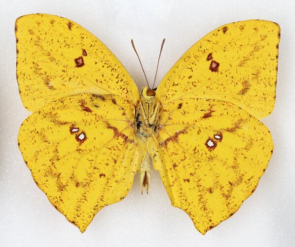 <em>Phoebis neocypris</em>, Tailed Sulphur. [LEP 41942]