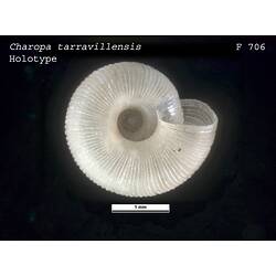<em>Charopa tarravillensis</em>, marine snail.  Holotype.  Charles J. Gabriel Collection.  Registration no. F 706.