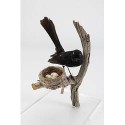 Black and white bird taxidermy specimen and nest mounted on a branch.