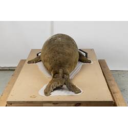 <em>Mirounga leonina</em>, Southern Elephant Seal. [C 30974]