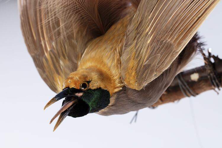 <em>Paradisaea decora</em>, Goldie's Bird-of-Paradise. [45558]