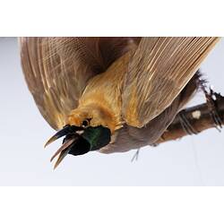 <em>Paradisaea decora</em>, Goldie's Bird-of-Paradise. [45558]