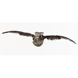 Our Wondrous Planet, Our Wild Family: Taxidermy Mount - Tawny Frogmouth, <em>Podargus strigoides</em>