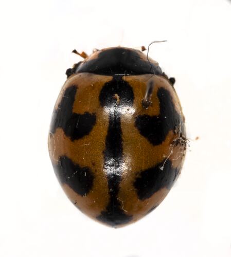 <em>Coccinella transversalis</em>, Transverse Lady Beetle. [COL 143685]