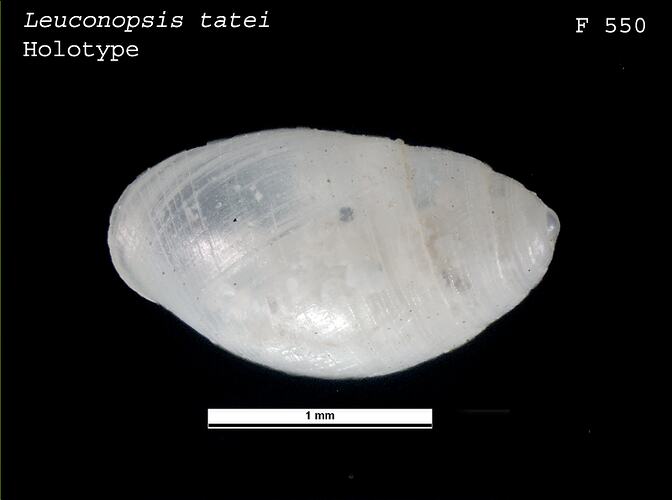 <em>Leuconopsis tatei</em>, snail.  Holotype.  Registration no. F 550.