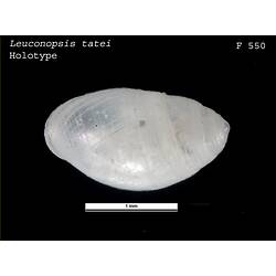 <em>Leuconopsis tatei</em>, snail.  Holotype.  Registration no. F 550.