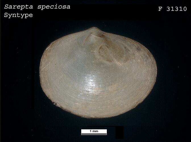 Side view of oval bivalve shell.