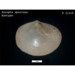 Side view of oval bivalve shell.