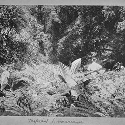 Photograph - by A.J. Campbell, Queensland, circa 1890